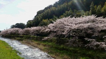 千歳川沿いの桜が満開です！